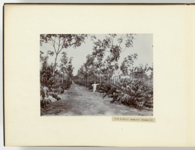 D Ba R MS G Hevea 1911 Robusta 1911, Bestanddeelnr 817 10