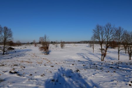 Döberitzer Heide with snow 2021-02-14 226 photo