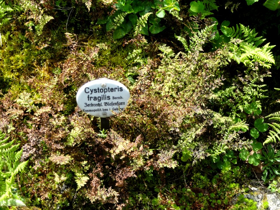 Cystopteris fragilis - Botanischer Garten, Frankfurt am Main - DSC02657
