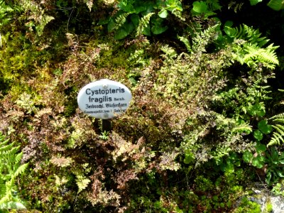 Cystopteris fragilis - Botanischer Garten, Frankfurt am Main - DSC02657