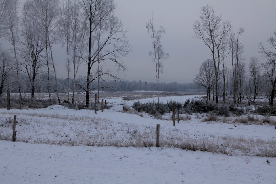 Döberitzer Heide wilderness area with snow 2021-02-14 10