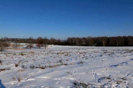 Döberitzer Heide with snow 2021-02-14 219 photo