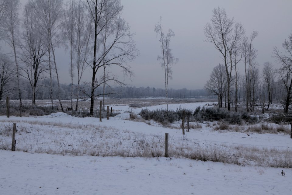 Döberitzer Heide wilderness area with snow 2021-02-14 11