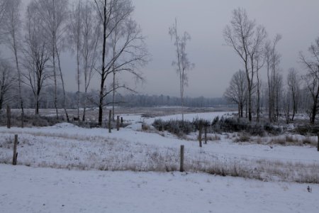 Döberitzer Heide wilderness area with snow 2021-02-14 11