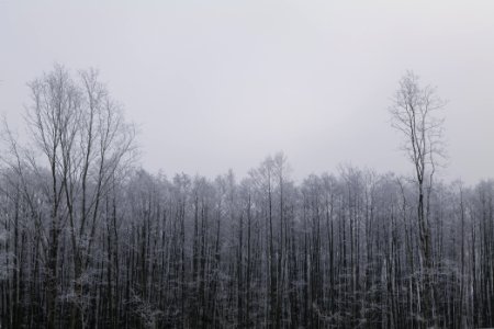 Döberitzer Heide wilderness area with snow 2021-02-14 29