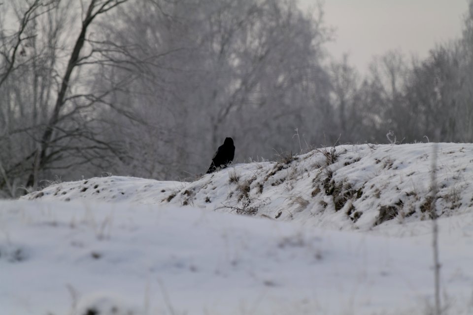 Döberitzer Heide with snow 2021-02-14 109