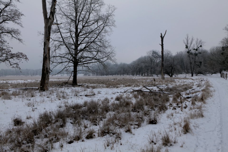 Döberitzer Heide with snow 2021-02-14 33