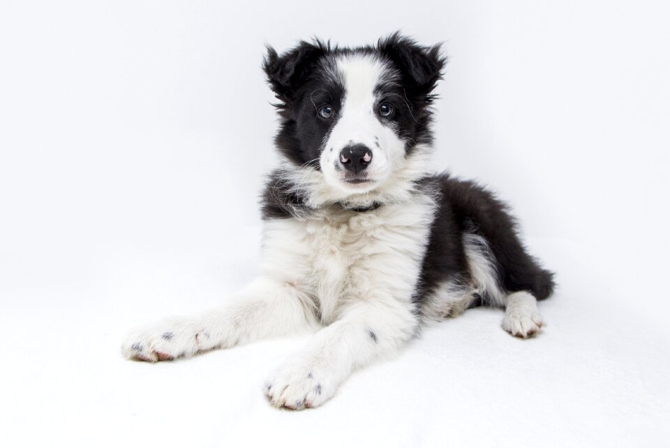 Cute pet sweet