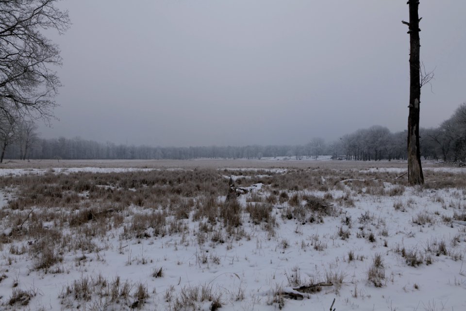 Döberitzer Heide with snow 2021-02-14 27