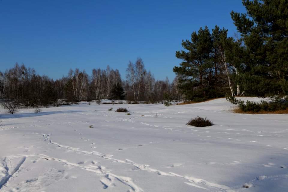 Döberitzer Heide with snow 2021-02-14 207