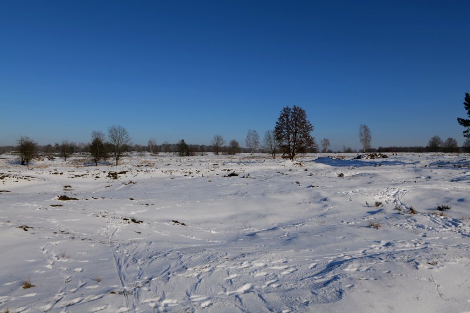 Döberitzer Heide with snow 2021-02-14 233