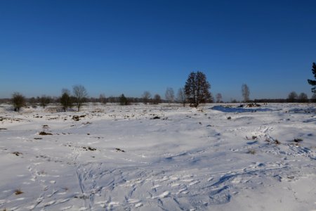 Döberitzer Heide with snow 2021-02-14 233
