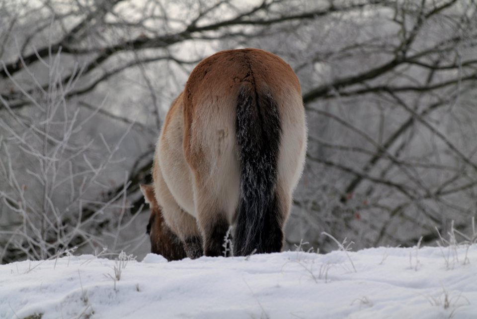 Döberitzer Heide wilderness area with snow 2021-02-14 50