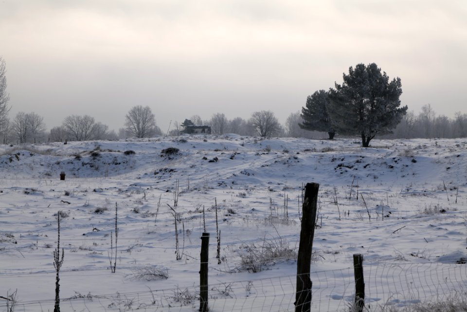 Döberitzer Heide wilderness area with snow 2021-02-14 68