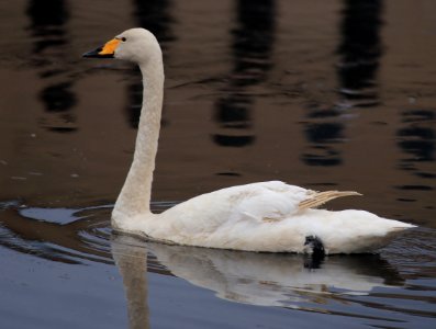 Cygnus cygnus Oulu 20160417