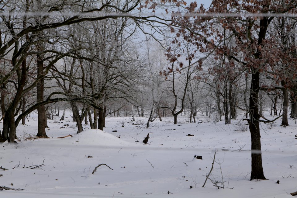 Döberitzer Heide wilderness area with snow 2021-02-14 85