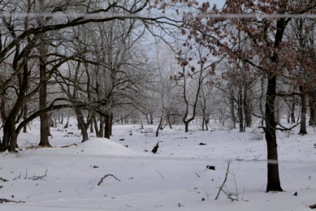 Döberitzer Heide wilderness area with snow 2021-02-14 85
