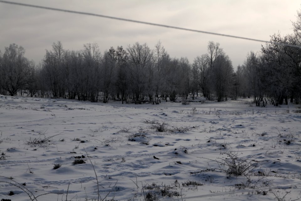 Döberitzer Heide wilderness area with snow 2021-02-14 81