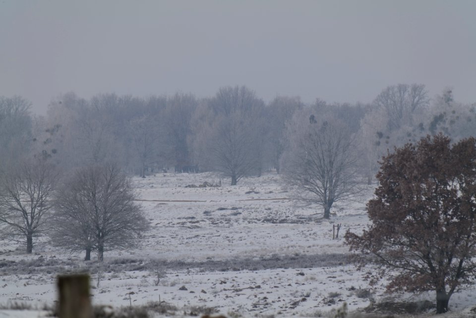 Döberitzer Heide wilderness area with snow 2021-02-14 58