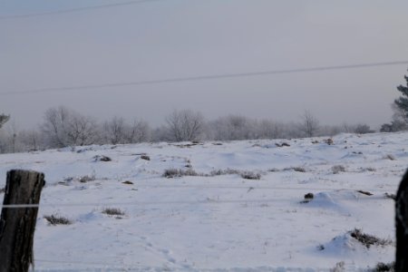 Döberitzer Heide wilderness area with snow 2021-02-14 74