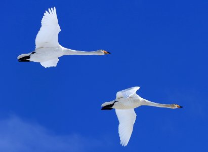 Cygnus cygnus Oulu 20170417 01