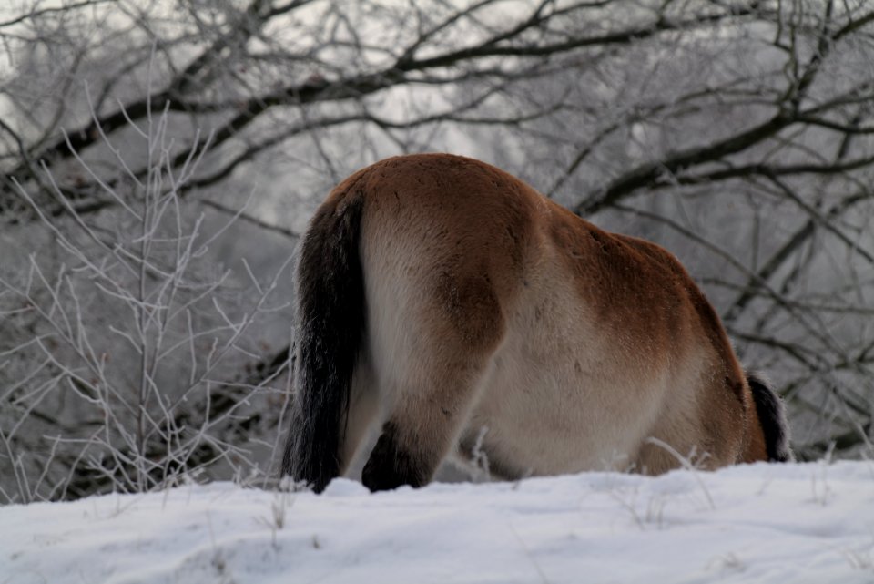Döberitzer Heide wilderness area with snow 2021-02-14 55