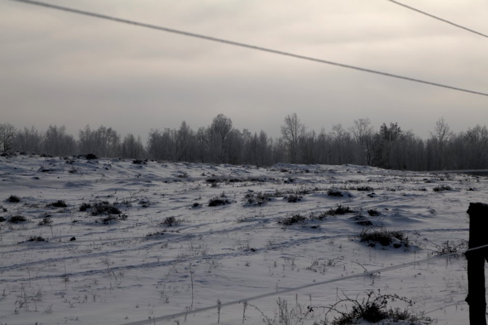 Döberitzer Heide wilderness area with snow 2021-02-14 73