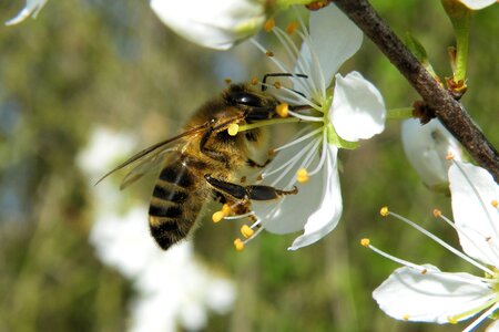 Spring flowering twig nature photo