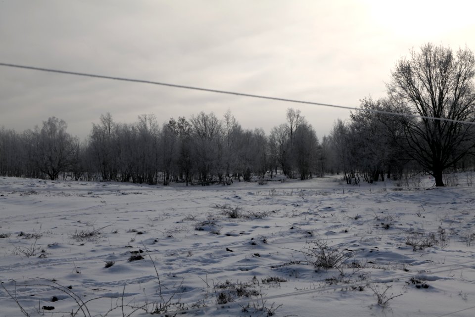 Döberitzer Heide wilderness area with snow 2021-02-14 80