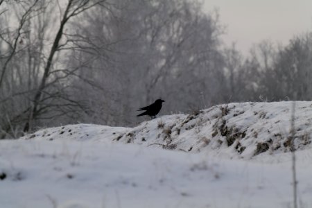 Döberitzer Heide with snow 2021-02-14 106