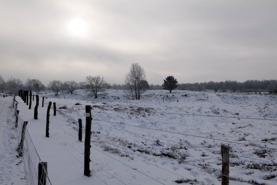 Döberitzer Heide wilderness area with snow 2021-02-14 61