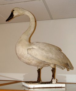 Cygnus buccinator - Mount Angel Abbey Museum - Mount Angel Abbey - Mount Angel, Oregon - DSC00059