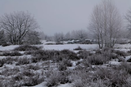 Döberitzer Heide with snow 2021-02-14 118 photo