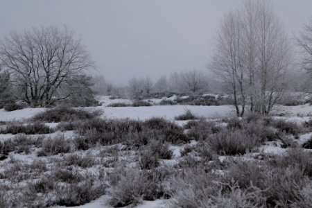 Döberitzer Heide with snow 2021-02-14 118