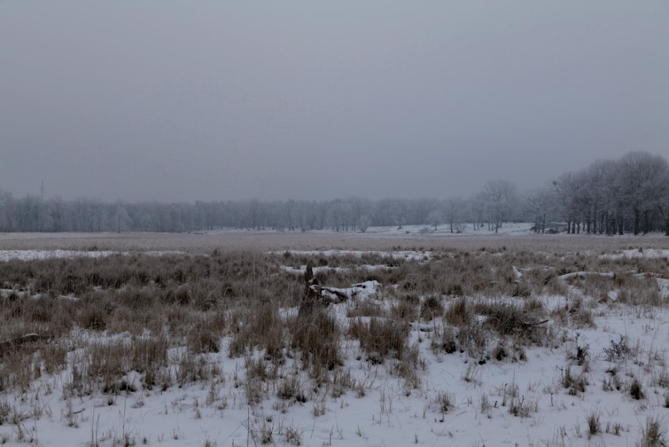 Döberitzer Heide with snow 2021-02-14 23
