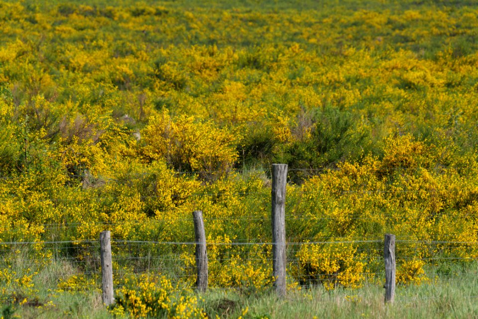 Döberitzer Heide Ferbitzer Bruch game reserve 2020-05-08 11