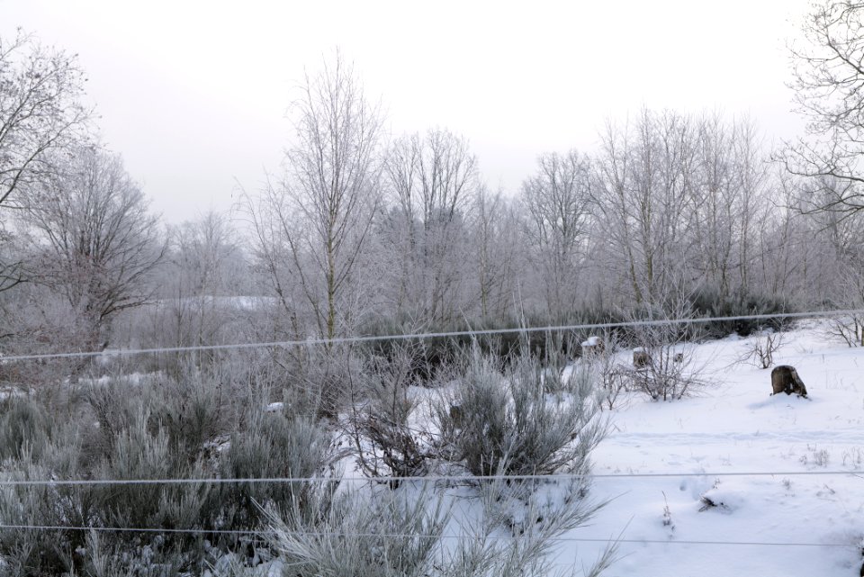 Döberitzer Heide wilderness area with snow 2021-02-14 42
