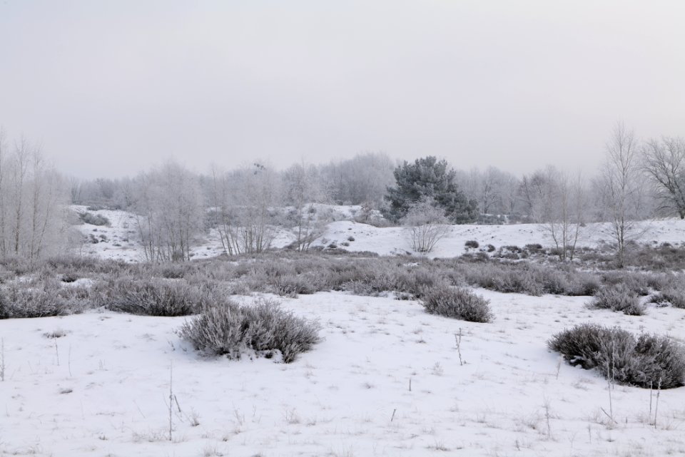 Döberitzer Heide with snow 2021-02-14 129