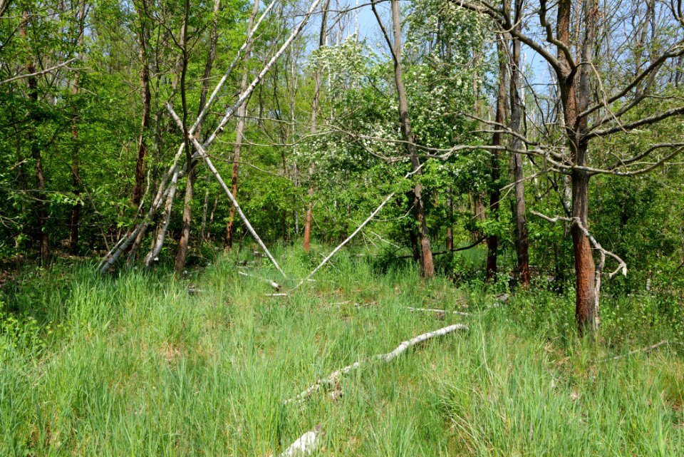 Döberitzer Heide forest 2020-05-08 02