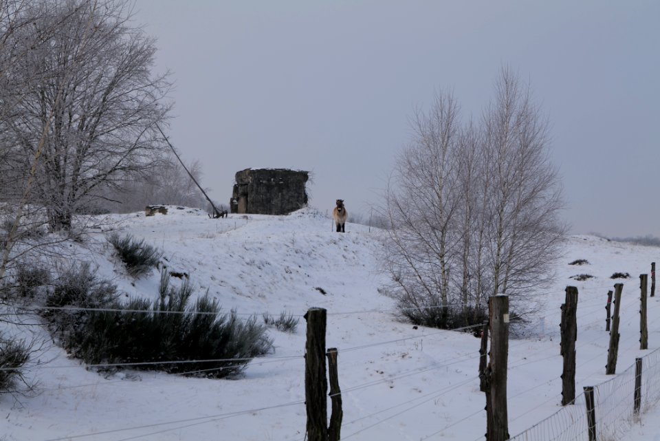 Döberitzer Heide wilderness area with snow 2021-02-14 45
