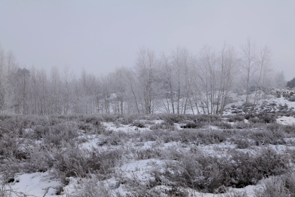 Döberitzer Heide with snow 2021-02-14 124