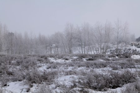 Döberitzer Heide with snow 2021-02-14 124 photo