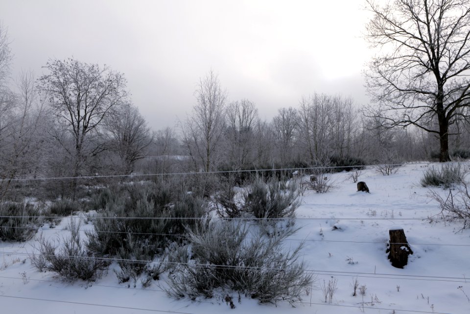 Döberitzer Heide wilderness area with snow 2021-02-14 41
