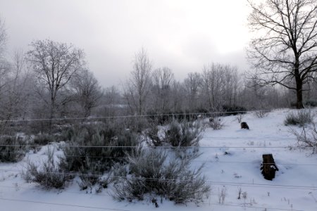 Döberitzer Heide wilderness area with snow 2021-02-14 41