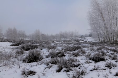 Döberitzer Heide with snow 2021-02-14 122 photo