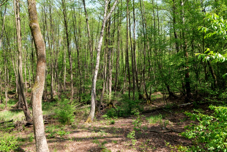Döberitzer Heide forest 2020-05-08 06