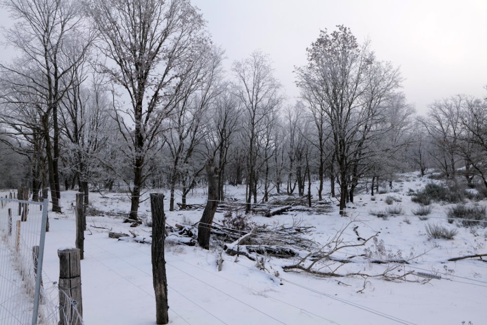 Döberitzer Heide wilderness area with snow 2021-02-14 38