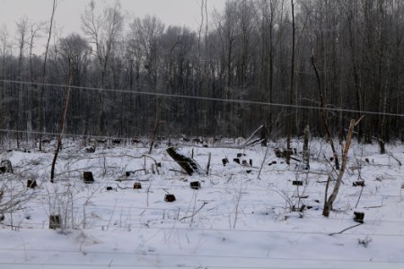 Döberitzer Heide wilderness area with snow 2021-02-14 31