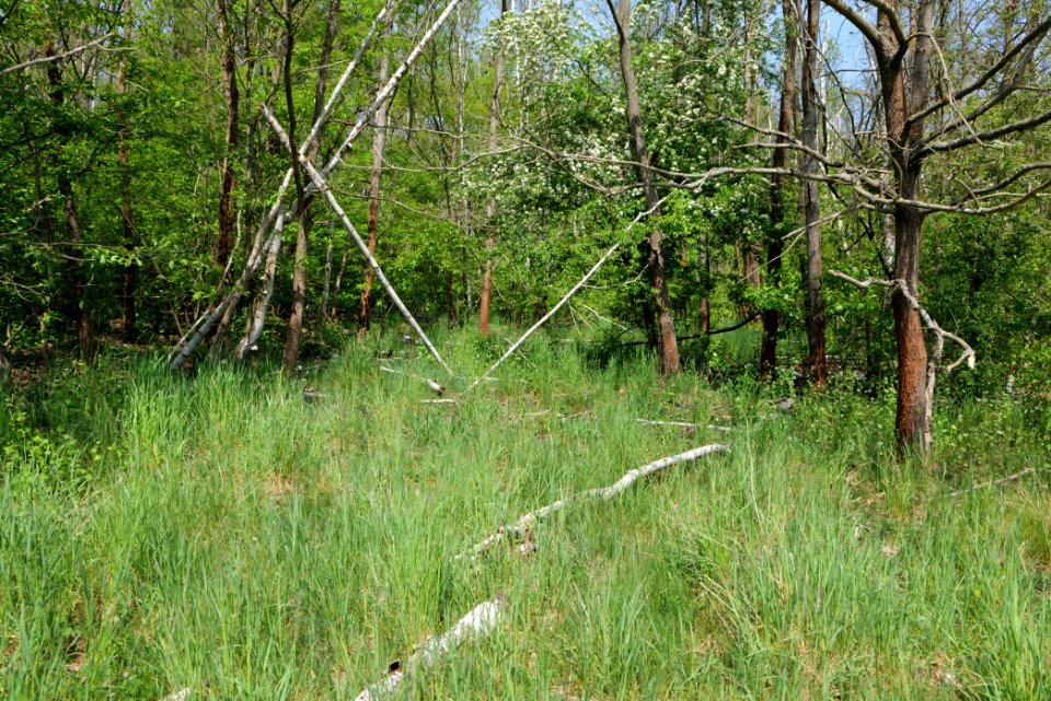 Döberitzer Heide forest 2020-05-08 01