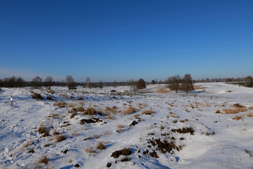 Döberitzer Heide with snow 2021-02-14 213